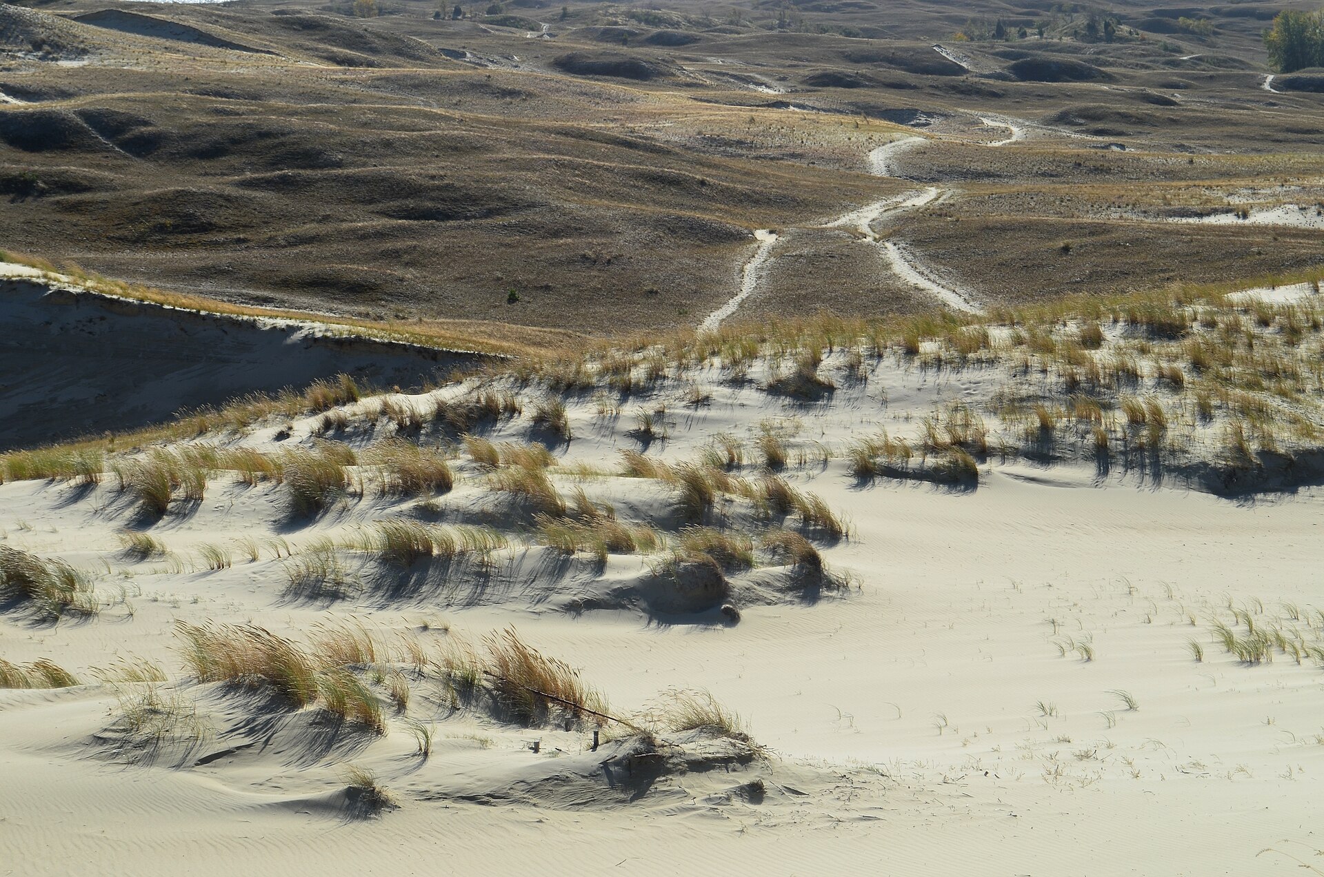 Curonian Spit Dunes and Baltic Coast Nature Tour
